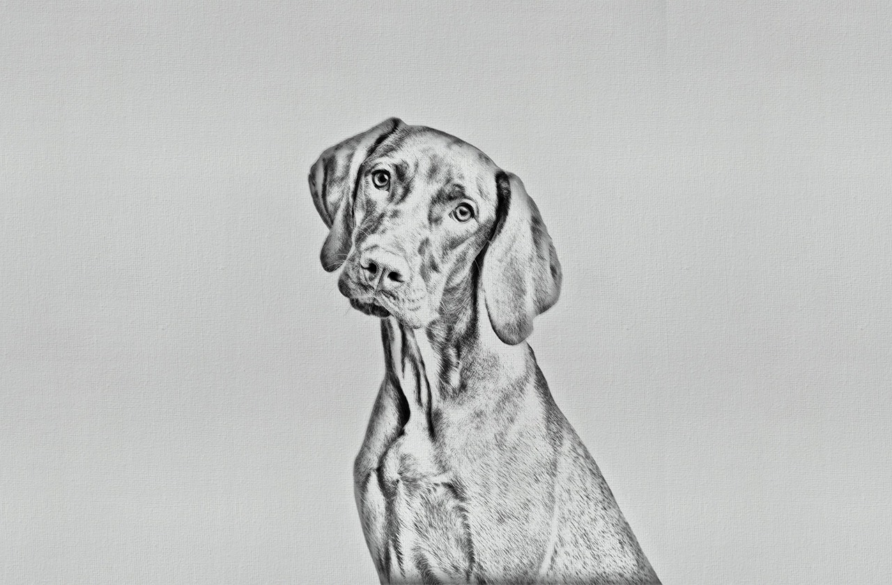 Pencil Art Dog Print - Charming Canine Wall Art for Dog Lovers