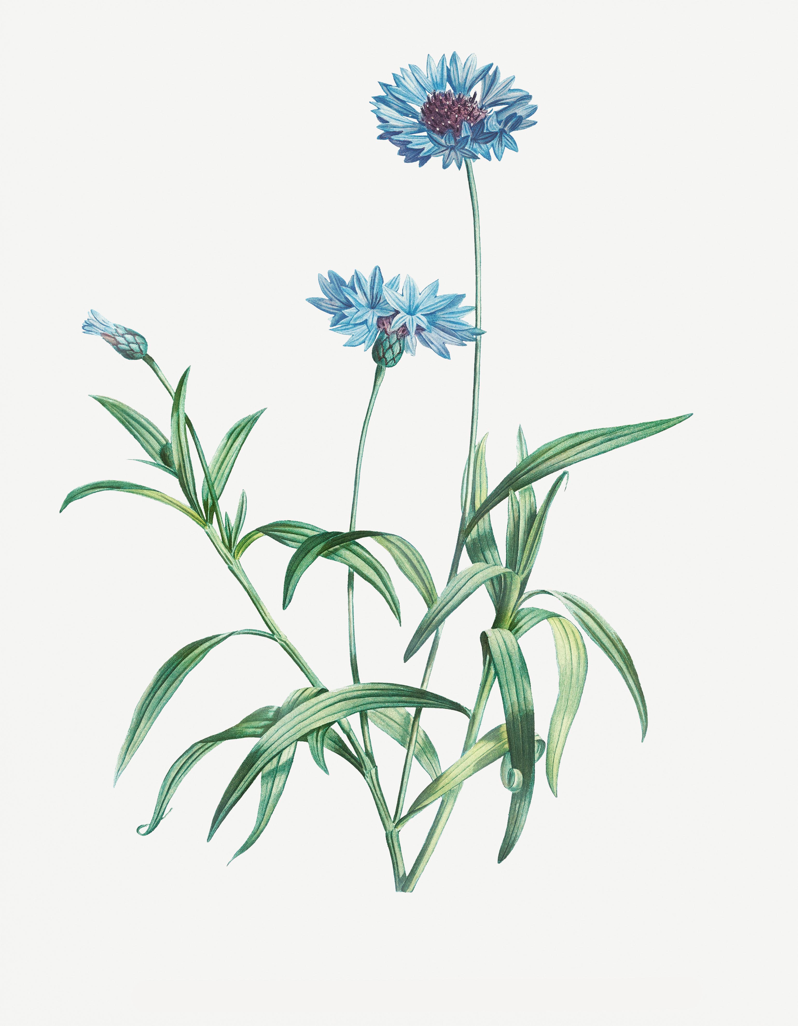 Watercolor Flower Art Collection - Botanical Floral Wall Prints